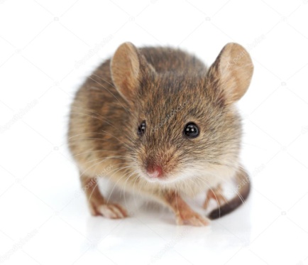 Οικιακός Ποντικός – Mus musculus