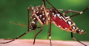 Aedes