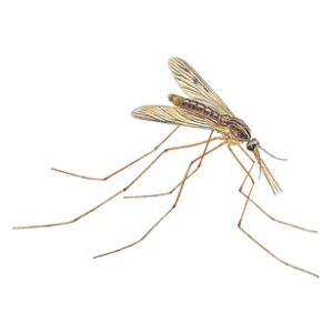 Anopheles